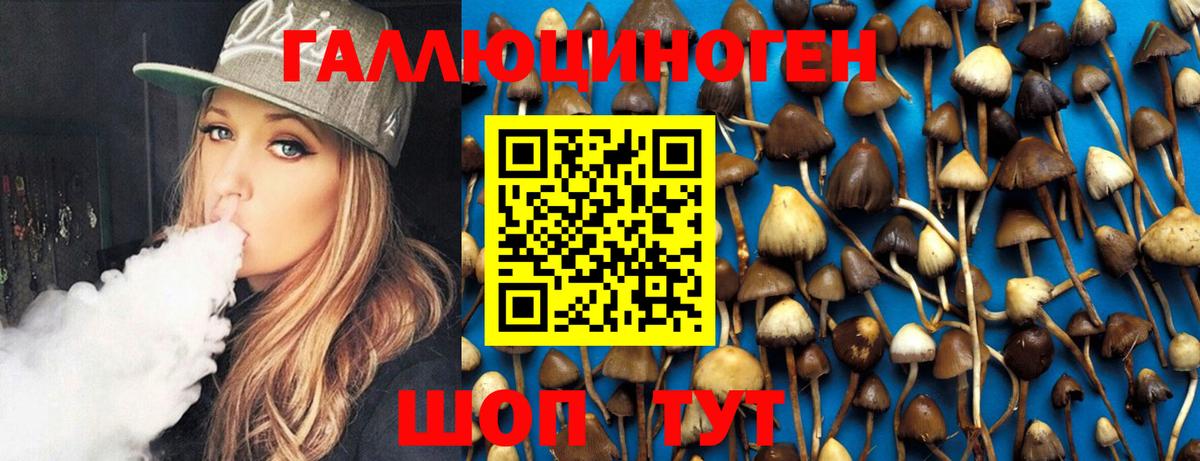 Псилоцибиновые грибы Psilocybe Хасавюрт